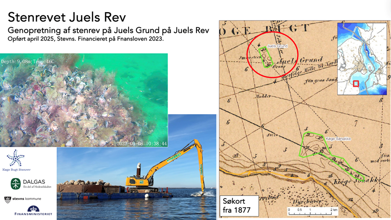 Stenrevet Juels Rev