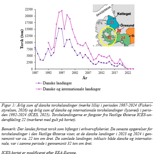 Årlig sum af danske torskelandinger (mørke lilla) i perioden 1987-2024 (Fiskeristyrelsen, 2026) og årlig sum af danske og internationale torskelandinger (lyserød) i perioden 1992-2024 (ICES, 2025). Torskelandingerne er fangster fra Vestlige Østersø ICES-underafdeling 22 (markeret med gult på kortet).
